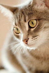 Fototapeta premium Close-up portrait of a beautiful gray cat with yellow eyes. A domestic cat sitting on the sofa and and looks at the camera. Cat in the home interior. Image for veterinary clinics, sites about cats