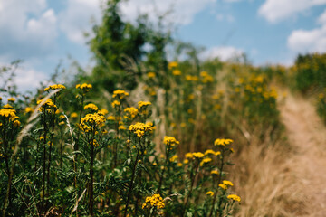 Extreme Trockenheit an heißem Sommertag