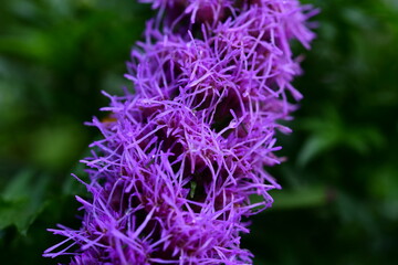 close up of a purple flower