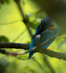 The Kingfisher (Alcedo atthis) blue wild bird, Esposende, Portugal.