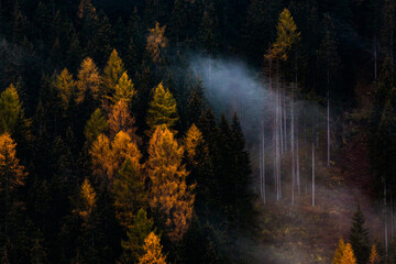 Obraz premium autumn nature background forest in fog