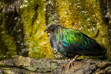 Nicobar pigeon in natural flora