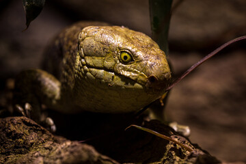 Scink lizard portrait in nature