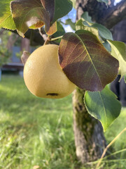 a small yellow pear fruit on a branch