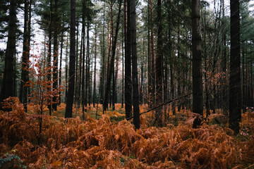 Europäischer Wald im Herbst