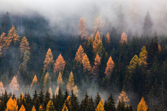 Fototapeta autumn nature background forest in fog
