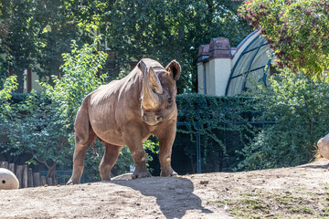 a black rhino in a zoo