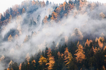 autumn nature background forest in fog