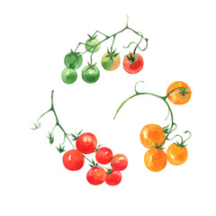 Set of watercolor images of tomatoes. Yellow, red and green cherry tomatoes on a white background. - obrazy, fototapety, plakaty