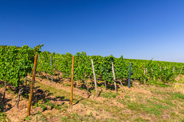 Fototapeta na wymiar Grapevine wooden pole and rows of vineyards green fields landscape with grape trellis on river Rhine Valley hills, Rheingau wine region on Roseneck mount near Rudesheim town, State of Hesse, Germany