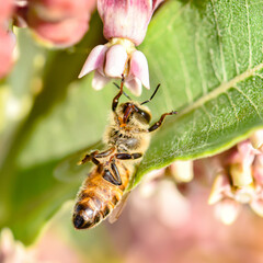 Bees in the wild taken with a macro lens.  Close up pictures of bees.
