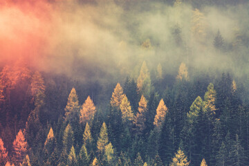 Fototapety  jesień natura tło las we mgle