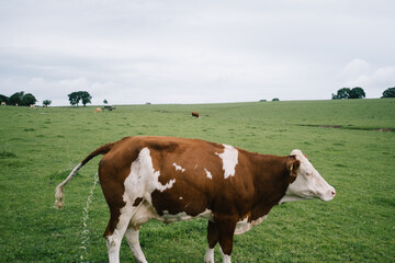Fototapeta na wymiar Eine Kuh erleichtert sich