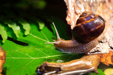 Large snails crawling along the bark of a tree. Burgudian, grape or Roman edible snail from the Helicidae family.