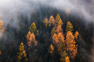 autumn nature background forest in fog