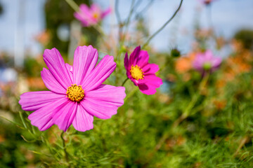 Obraz premium Beautiful pink Cosmos flower, Cosmos Bipinnatus with blurred background