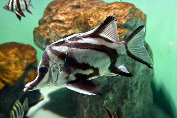 奇妙な縞模様のロングスナウテッドボアフィッシュ