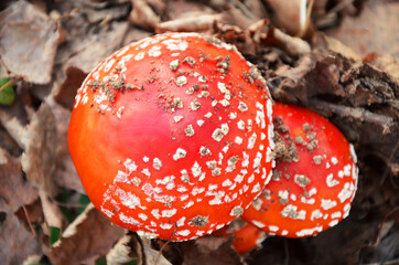 red poisonous mushrooms amanita on the background of fallen leaves