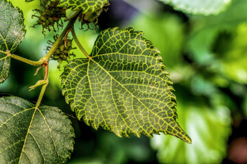 strawberry fruit leaves. close up of a green leaf