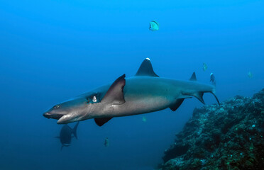 Female reef white tip (Triaenodon obesus) swimming in the blue. With a wound in the gills