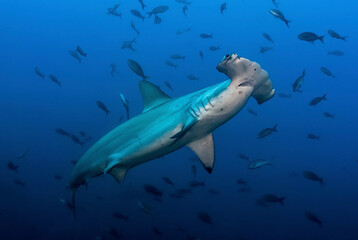 Hammerhead (Sphryna lewinii) in the blue