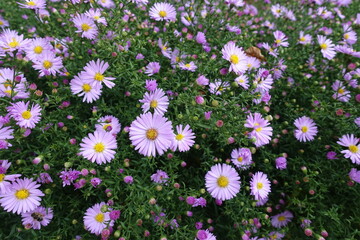 Fototapeta premium Bright pink flowers of Michaelmas daisies in October