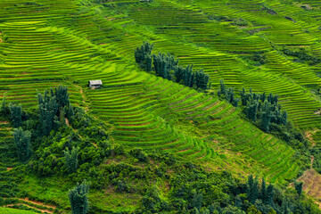 View of a valley with rice paddies and a small house