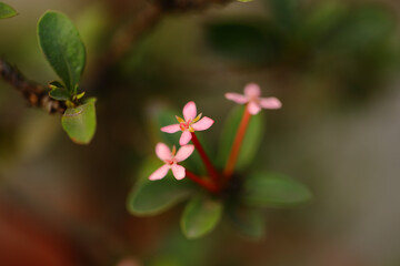 Beautiful pink flowers clicked in macro with blur green background