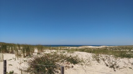 sand dunes and trees