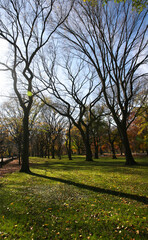Naklejka premium trees in central park