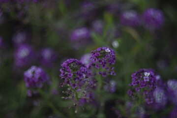 purple lavender flowers