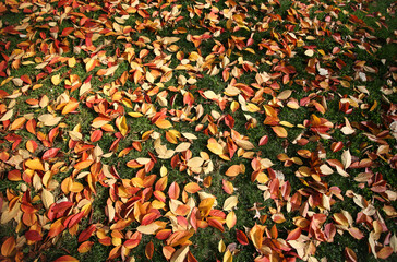 autumn leaves background