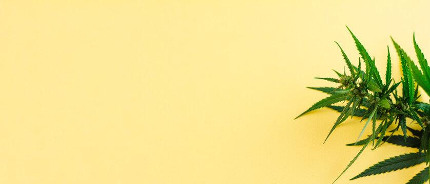 Branch of green fresh cannabis lying sideways on a yellow background. Place for your text. Photo banner. View from above. Photo concept. © Евгений Гончаров