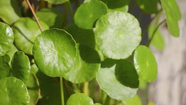 Gotu kola tree or Asiatic pennywort or Indian pennywort
