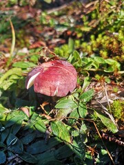 Mushrooms growing in the forest - Russula vesca, bare-toothed Russula or the flirt