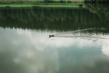 duck in the river