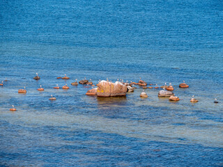 flamingos in the lake