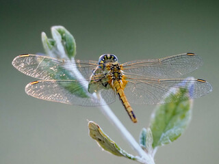 libélula en rama vista desde alas