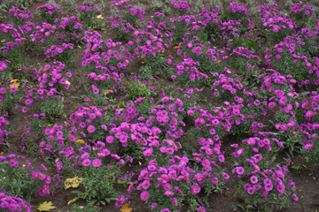 Numerous flowers of magenta colored Michaelmas daisies in October
