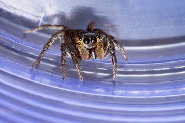 Adanson's House Jumping Spider of the species Hasarius adansoni