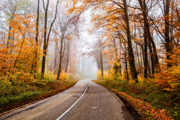 curvy road in beautiful foggy forest in autumn
