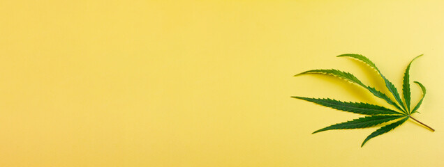Fototapeta na wymiar A miniature green cannabis leaf lies to the side against a yellow background. Photo banner. Place for your text. View from above.
