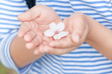 桜の花びらを持つ男の子の手元