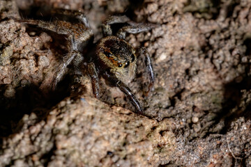 Adanson's House Jumping Spider of the species Hasarius adansoni