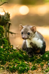 Stone marten, Martes foina, with clear green background. Beech marten, detail portrait of forest animal. Small predator sitting on the beautiful green moss stone in the forest. Wildlife scene, France