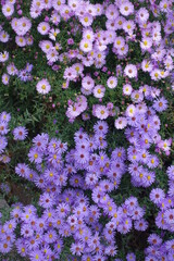 Background - pink and violet flowers of Michaelmas daisies in October