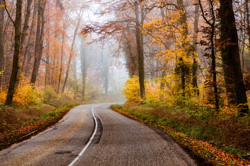 curvy road in beautiful foggy forest in autumn