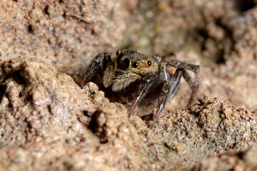 Adanson's House Jumping Spider of the species Hasarius adansoni