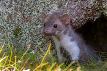 Stone marten, Martes foina, with clear green background. Beech marten, detail portrait of forest animal. Small predator sitting on the beautiful green moss stone in the forest. Wildlife scene, France