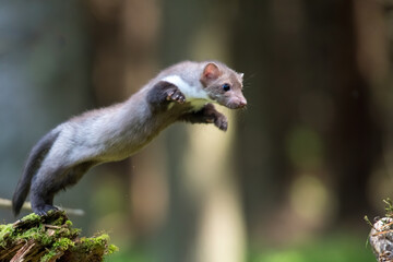 Stone marten, Martes foina, with clear green background. Beech marten, detail portrait of forest...